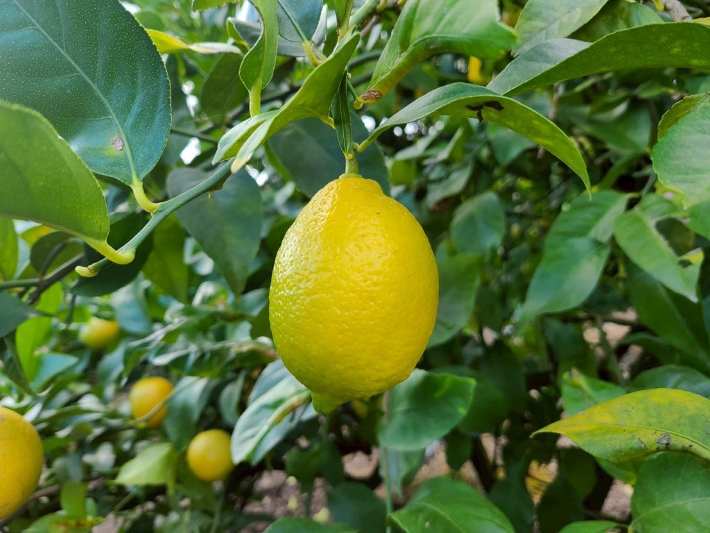 レモン 3kg ご家庭用 バラ詰め ユーレカ 愛媛 【2026年10月から順次発送予定】 数量限定 檸檬 柑橘 フルーツ ビタミン 国産 伊予市｜B459