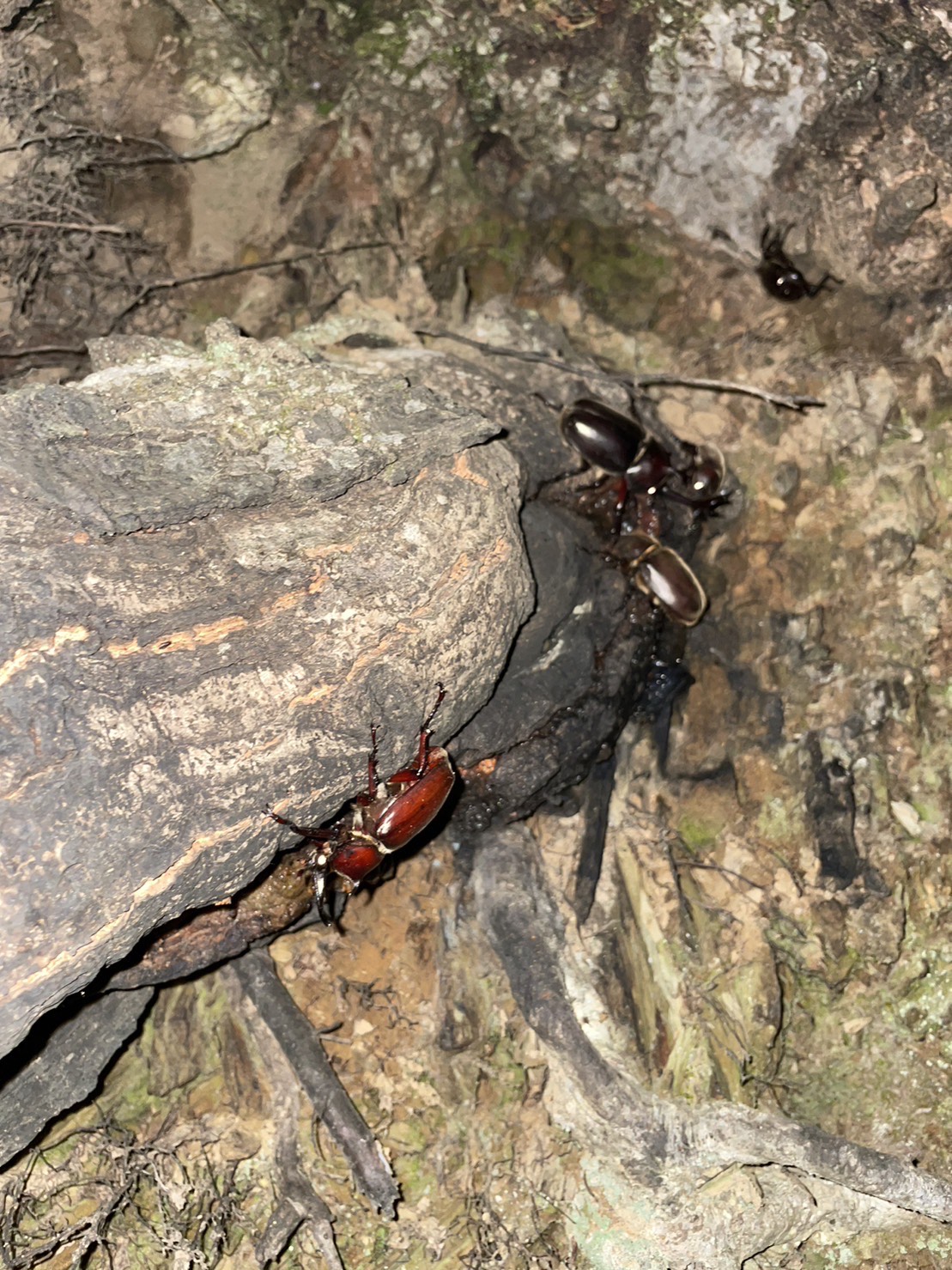 è«æ¡ãå宿ïŒã«ããã ã·ã»ã¯ã¯ã¬ã¿ïŒinäŒäºåžïœåäºè«åºãã¬ãŒã³ãïœ è«æ¡ãäœéš äœéšå è« è«å¥œã ã«ããã ã· ãã©ã¿ã¯ã¯ã¬ã¿ ãã³ã®ãªã¯ã¯ã¬ã¿ ã³ã¯ã¯ã¬ã¿ æåªç äŒäºåž | C40