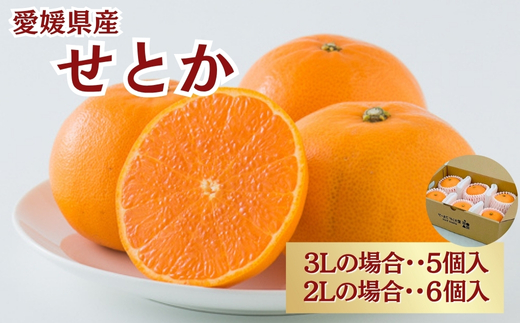 せとか 5〜6個入り みかん 愛媛  人気 数量限定 先行予約 柑橘 伊予市｜B194