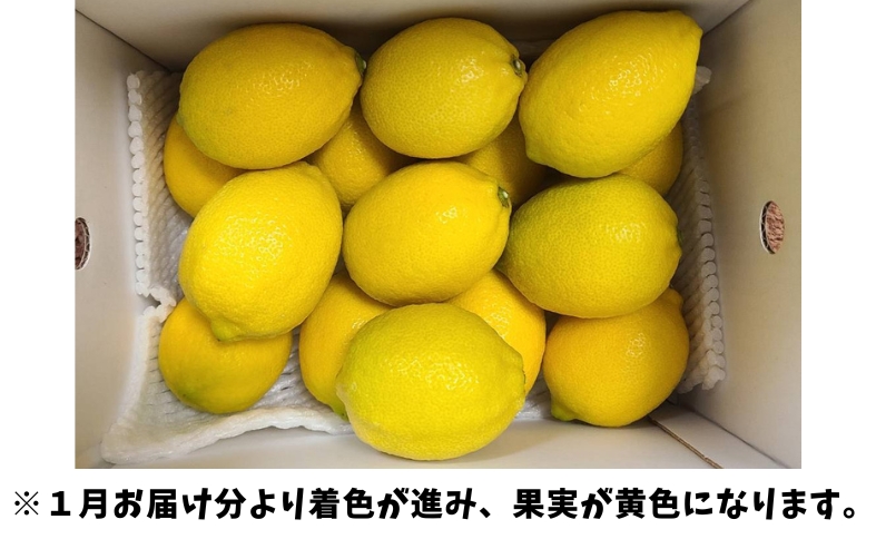 【2026年先行予約】レモン 愛媛 施設レモン ハウスレモン 2kg 【10月中旬から順次発送予定】数量限定 檸檬 柑橘 フルーツ ビタミン 池内果樹園 国産 伊予市｜A124