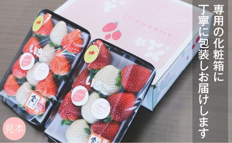 いちご 紅白いちご ランダム３種食べ比べセット 農園直送 （赤いちご２品種＋白いちご） くぼなか農園 数量限定 愛媛 人気 伊予市｜B20