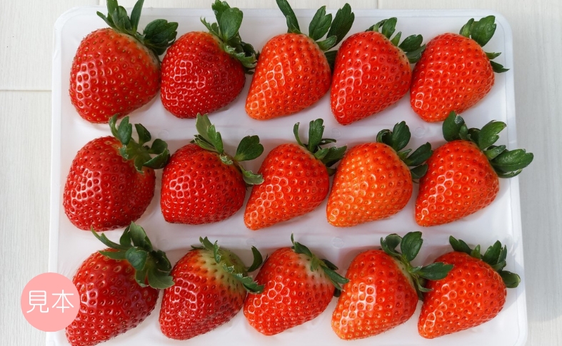 いちご 高級 ぜいたく いちご狩り気分 ランダム 4品種食べ比べセット あまおとめ 紅い雫 さちのか おいCベリー スターナイト かおり野 みくのか 数量限定 農園直送 ギフト 愛媛 人気 伊予市 くぼなか農園｜B15