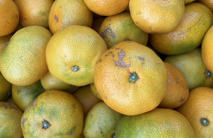 極早生みかん 3kg ご家庭用 農園直送 先行予約 【10月上旬から順次発送予定】 愛媛 数量限定 愛媛県産 人気 柑橘 伊予市｜A98