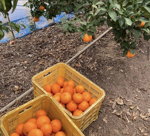 みかん 愛媛県 愛果28号 3kg 優品 レッスルファーム 紅まどんなと同一品種【2026年11月下旬から順次発送予定】先行予約 数量限定 お取り寄せ おすすめ 美味しい おいしい グルメ フルーツ くだもの 愛媛県産 人気 柑橘 伊予市｜B252