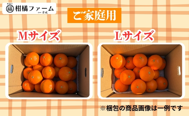 ã2026幎å
è¡äºçŽãã¿ãã ææ28å· 3kg ãå®¶åºçš çŽ
ãŸã©ããªãšåäžåçš® 蟲åçŽéã12æäžæ¬ããé æ¬¡çºéäºå®ã æåª æ°ééå® æåªçç£ äººæ° ææ© åœç£ ãã«ãŒã äŒäºåžïœB443