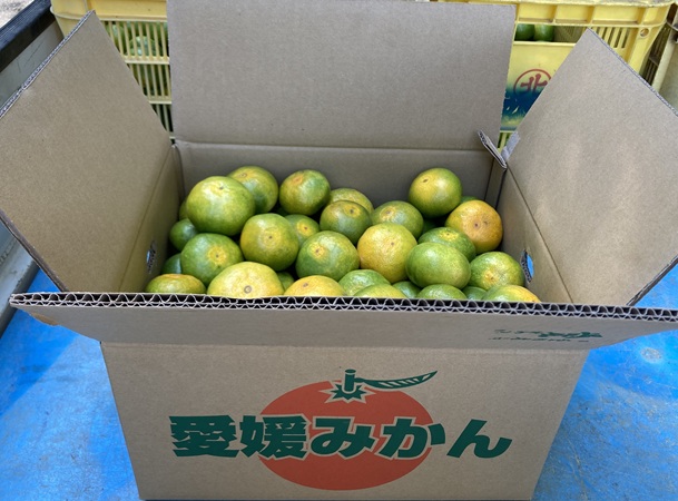 極æ©çã¿ãã 10kg ãå®¶åºç𠿥å1å· èŸ²åçŽé å
è¡äºçŽ ã9æäžæ¬ä»¥éé æ¬¡çºéã æåª æ°ééå® æåªçç£ äººæ° ææ© äŒäºåž | B227