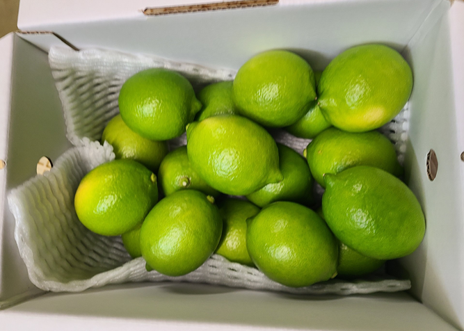  レモン 愛媛 施設レモン ハウスレモン 2kg 数量限定 檸檬 柑橘 フルーツ ビタミン 池内果樹園 国産 伊予市｜A124