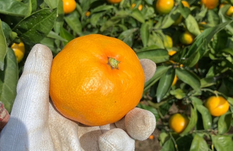 極早生みかん 3kg ご家庭用 農園直送 先行予約 【10月上旬から順次発送予定】 愛媛 数量限定 愛媛県産 人気 柑橘 伊予市｜A98