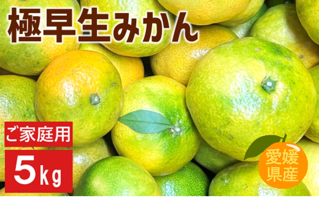 極早生みかん 5kg ご家庭用 日南1号 農園直送 先行予約 【9月中旬以降順次発送】 愛媛 数量限定 愛媛県産 人気 柑橘 伊予市 | B226