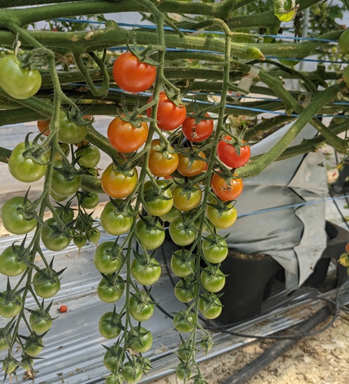 ミニトマト 160g〜180g×10袋 カラートマト 【2025年12月上旬から順次発送予定】 食べくらべ 農園直送 完熟 愛媛 人気 伊予市｜B81