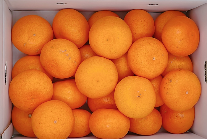 みかん 愛媛 せとか（約5kg）L〜3Lサイズ ご家庭用 バラ詰め 【2月中旬から順次発送予定】 人気 数量限定 先行予約 柑橘 伊予市｜B193