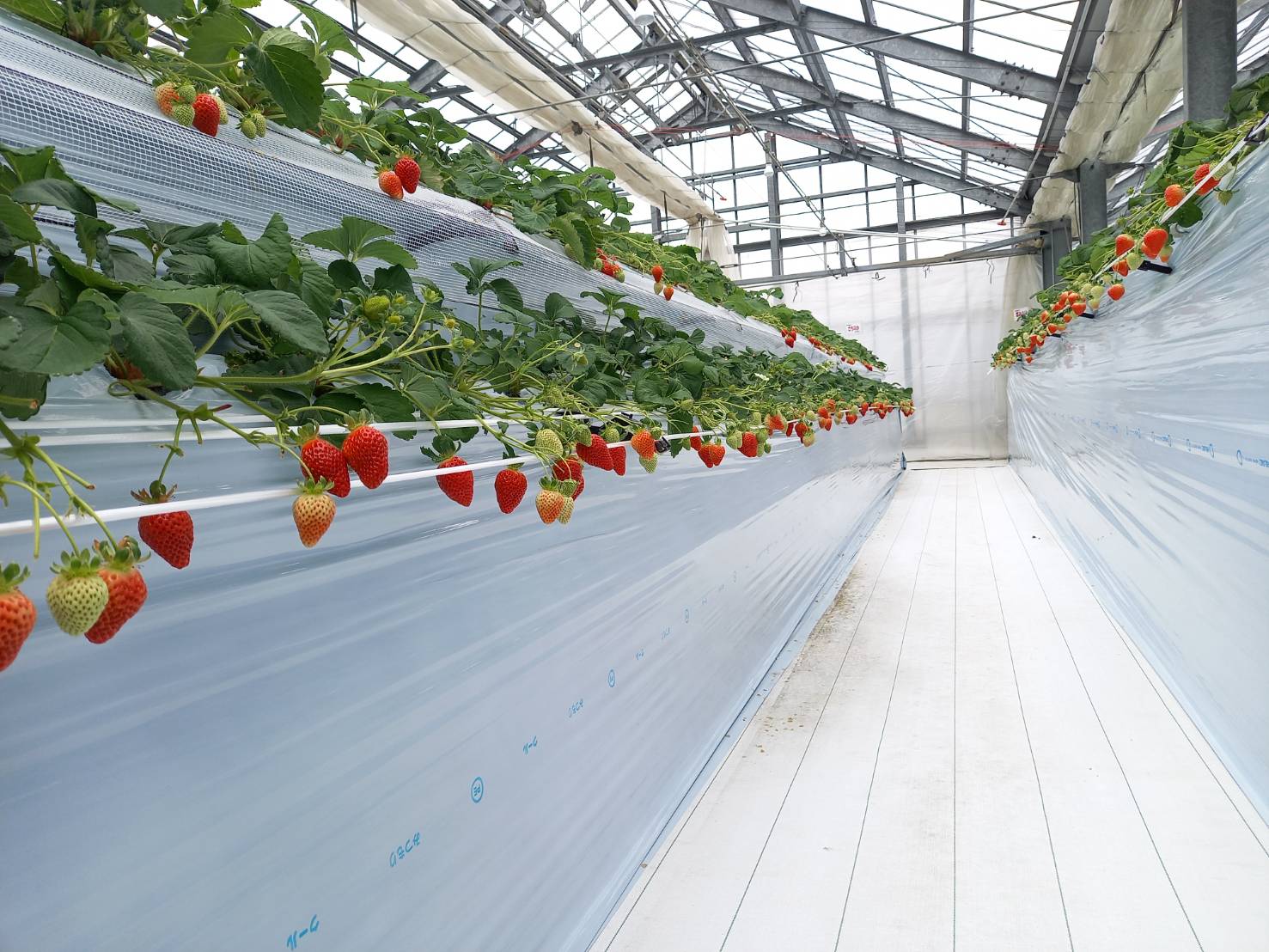 ãã¡ã 2ãã㯠蟲åçŽé ã©ã³ãã 2åçš® é£ã¹æ¯ã¹ ãã¡ã®ã ããCããªãŒ ããŸããšã çŽ
ãé« ãããé ã¹ã¿ãŒãã€ã ã¿ãã®ã æ°ééå® æåª äººæ° äŒäºåž ããŒãªã蟲åïœB201