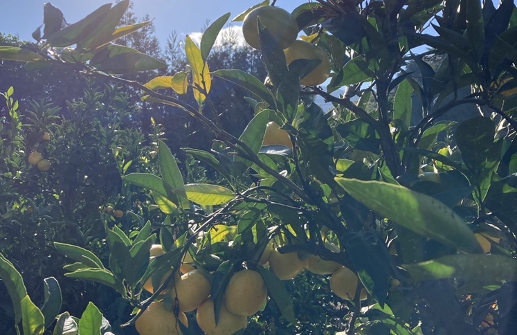 早生みかん 3kg ご家庭用 農園直送 先行予約 【11月以降順次発送予定】 愛媛 数量限定 愛媛県産 人気 柑橘 伊予市｜ A99