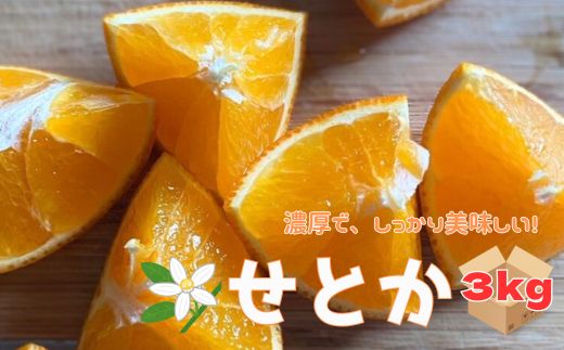 【2027年先行予約】せとか 3kg ご家庭用 みかん 愛媛 先行予約 【2027年2月上旬から順次発送】 数量限定 愛媛県産 人気 柑橘 伊予市｜B244