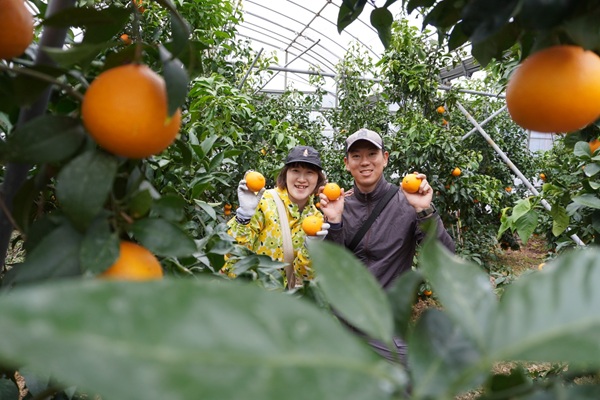 訳あり 愛果28号 5kg サイズミックス 【2026年12月中旬から順次発送予定】 紅まどんなと同一品種 みかん 愛媛 数量限定 先行予約 柑橘 伊予市｜B220