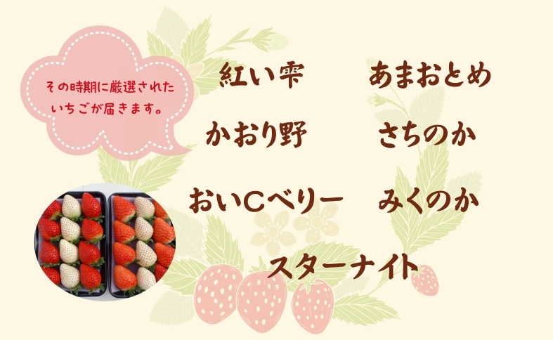 いちご 紅白いちご ランダム３種食べ比べセット 農園直送 （赤いちご２品種＋白いちご） くぼなか農園 数量限定 愛媛 人気 伊予市｜B20