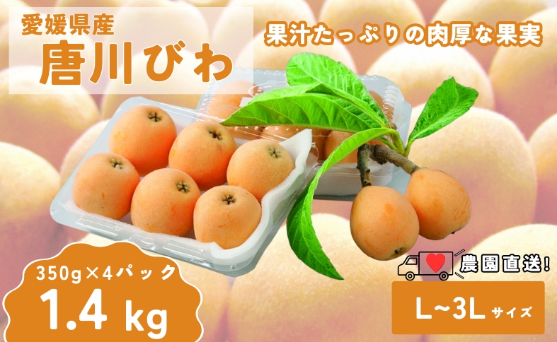 びわ 唐川びわ 約1.4kg (350g×4パック) L～3Lサイズ 農園直送 愛媛 伊予市｜B126