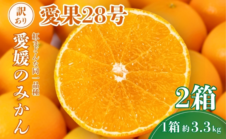 愛果28号 約3.3kg×2箱 ご家庭用 みかん 紅まどんなと同品種 柑橘 愛媛 【2026年11月下旬から順次発送予定】 先行予約 数量限定 人気 伊予市｜C139