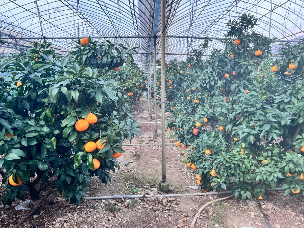 １.柑橘ハウス老朽化対策支援事業