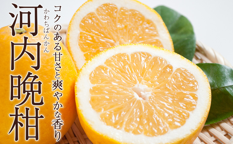＜訳あり 河内晩柑 約7kg＞『2026年4月中旬から順次出荷予定』かわちばんかん サイズ不揃い ご家庭用 ご自宅 訳アリ品 宇和ゴールド オレンジ 蜜柑 ミカン みかん 果物 フルーツ 柑橘 国産 愛媛県産 西予市産 西宇和 特産品 丸二青果 愛媛県西予市【常温】
