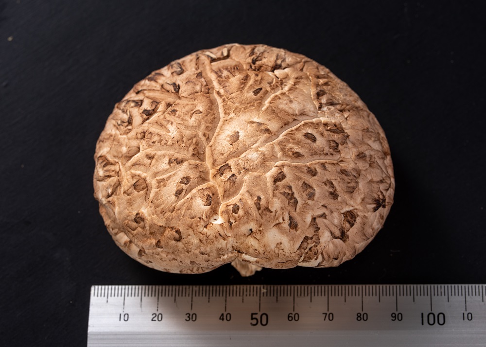 ブランド原木椎茸「霧源（MUGEN）」乾燥約150g（5〜8枚）ご家庭用