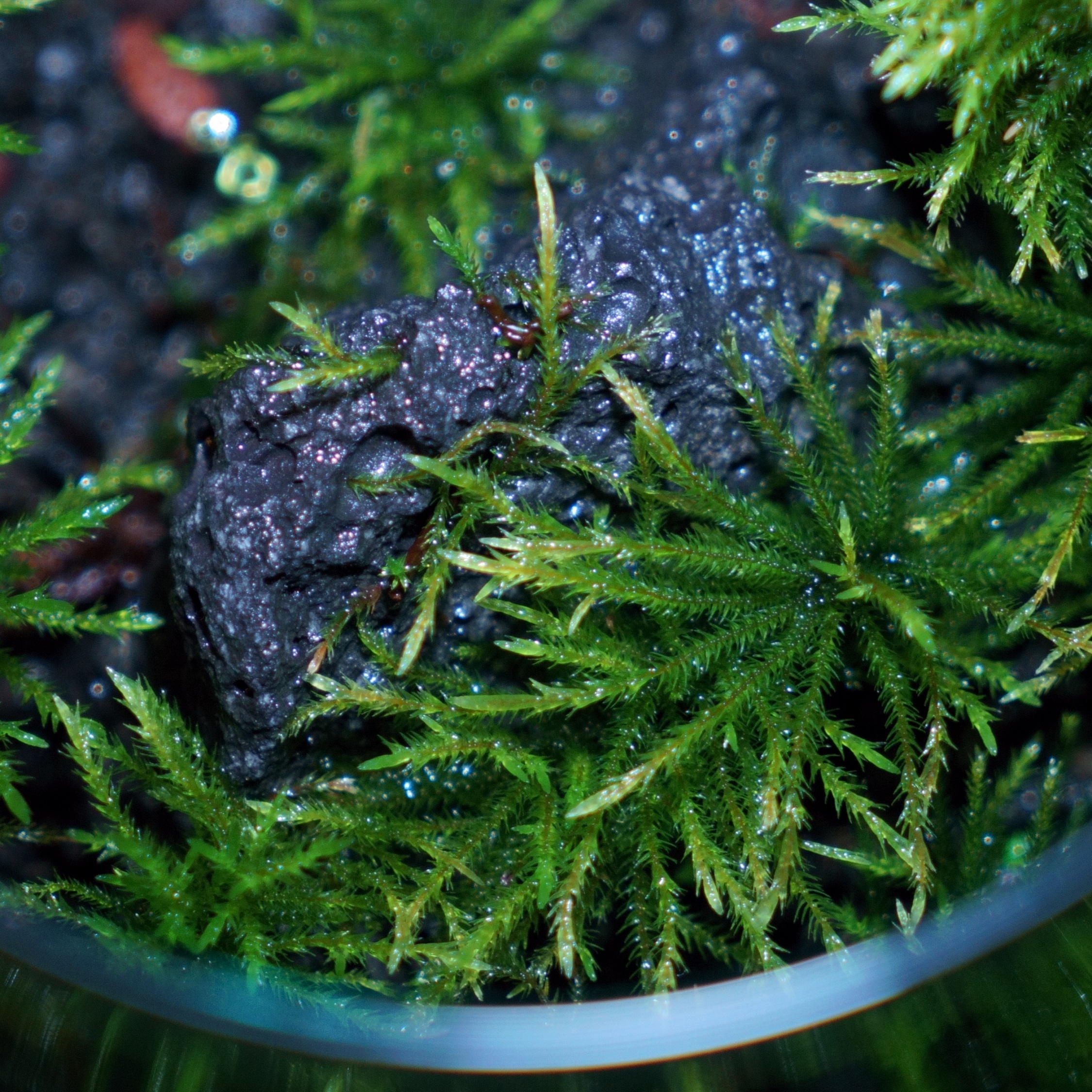 コウヤノマンネングサ [Climacium japonicum] 人工栽培品種 3本