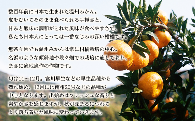 【先行予約】＜無茶々園 温州みかん 約5kg＞ 果物 くだもの ミカン 蜜柑 柑橘 フルーツ うんしゅうみかん 贈り物 ギフト おいしい 期間限定 季節限定 食べて応援 特産品 愛媛県 西予市