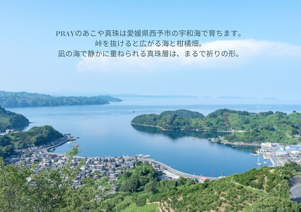 明浜産あこや真珠8.5mm　K10YGツイストフープピアス