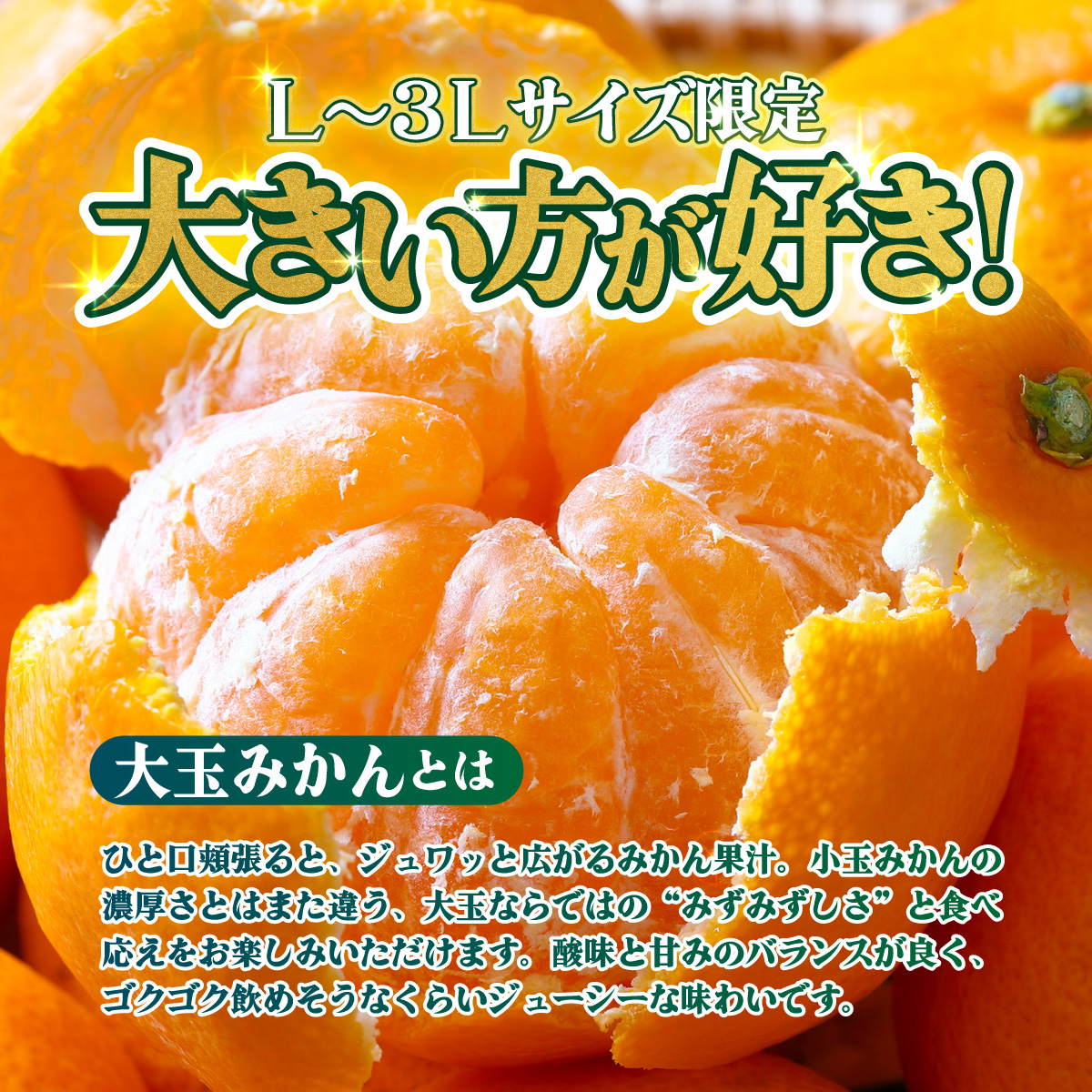 ＜【訳あり】愛媛県産 大玉みかん 約5kg＞『2026年11月上旬～1月下旬迄順次発送予定』わけあり 訳アリ 大きい おおだま みかん 蜜柑 果物 くだもの フルーツ ミカン 果汁 国産 特産品 株式会社三代目みかん職人 愛媛 西予市【常温】