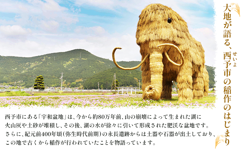 先行予約＜令和8年産 米 にじのきらめき 精米 約10kg＞ 選べる 2026年産 単一原料米 単一米 5キロ ニジノキラメキ お米 コメ こめ 白米 ご飯 ライス りの果樹園 愛媛県 西予市【常温】『2026年10月頃から順次出荷予定』