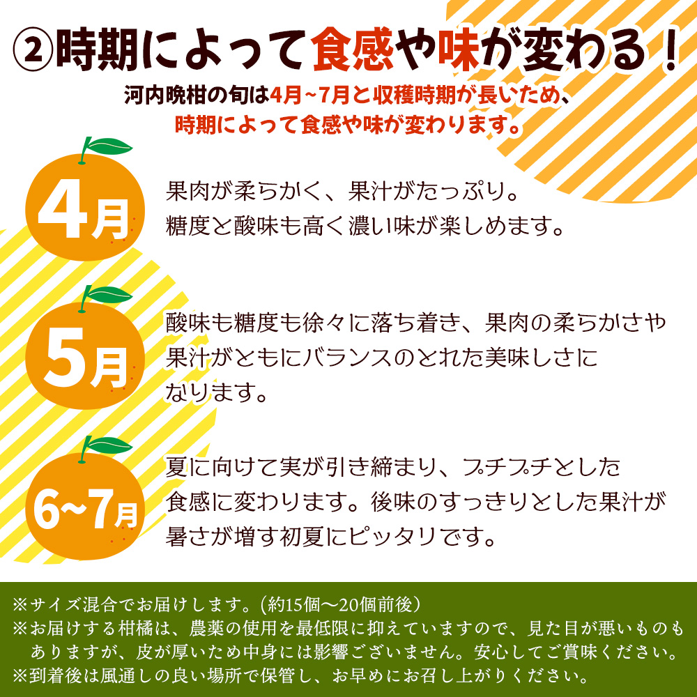 ＜【５月発送】旬をお届け！河内晩柑 約７kg＞ みかん ミカン 果物 柑橘 オレンジ フルーツ かわちばんかん 愛媛県 西予市