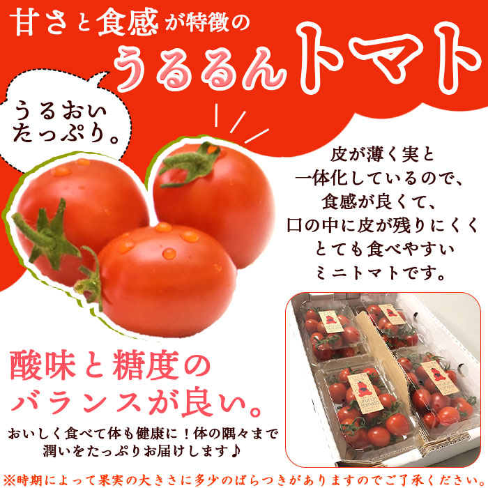 ＜「うるるんトマト」約1kg（250g×4パック×1箱） 甘くて濃厚な味わい＞ 野菜 とまと ミニトマト 特産品 食べて応援 くまさん農園 愛媛県 西予市
