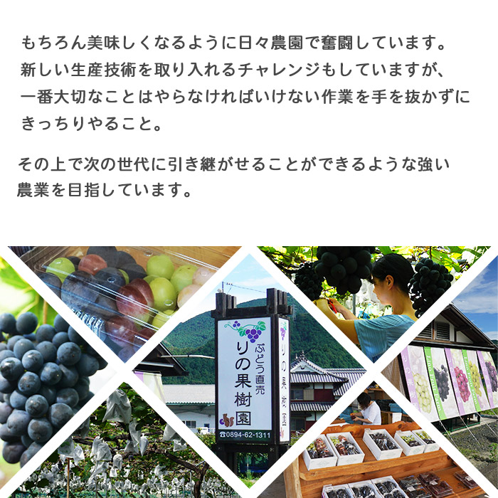 ＜旬のブドウ　西予市産　ピオーネ　約２kg＞ 果物 フルーツ ぶどう 葡萄 季節限定 愛媛県