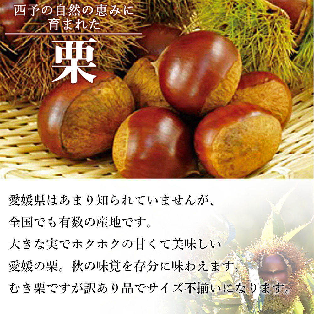 ＜訳あり むき栗 150g入り×２袋 愛媛県西予市産＞ くり 生栗 剥き栗 マロン 家庭用 秋の味覚 愛媛県 西予市