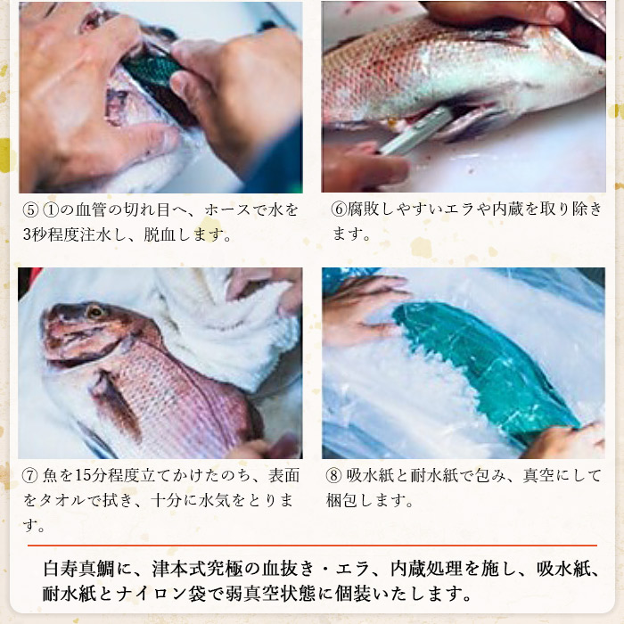 ＜津本式究極の血抜き 白寿真鯛 セミドレス 1尾（約1.5kg）＞ 鯛 タイ マダイ まだい 活〆 尾頭付き 特産品 のし対応可 お祝い 御祝 内祝い ギフト 贈答 赤坂水産 愛媛県 西予市