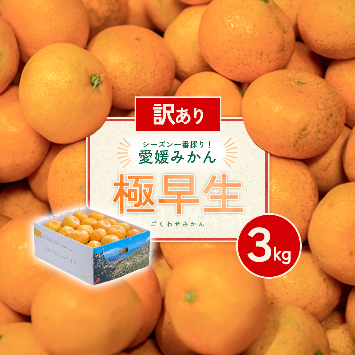 先行予約＜訳あり 愛媛県産 極早生みかん 合計約3kg＞ 『2026年10月以降順次出荷予定』 みかん フレッシュ ご家庭用 ご自宅 ごくわせ キロ 果肉 お試し 果物 柑橘 フルーツ オレンジ 国産 濃厚 産地直送 ミヤモトオレンジガーデン 愛媛県 西予市【常温】
