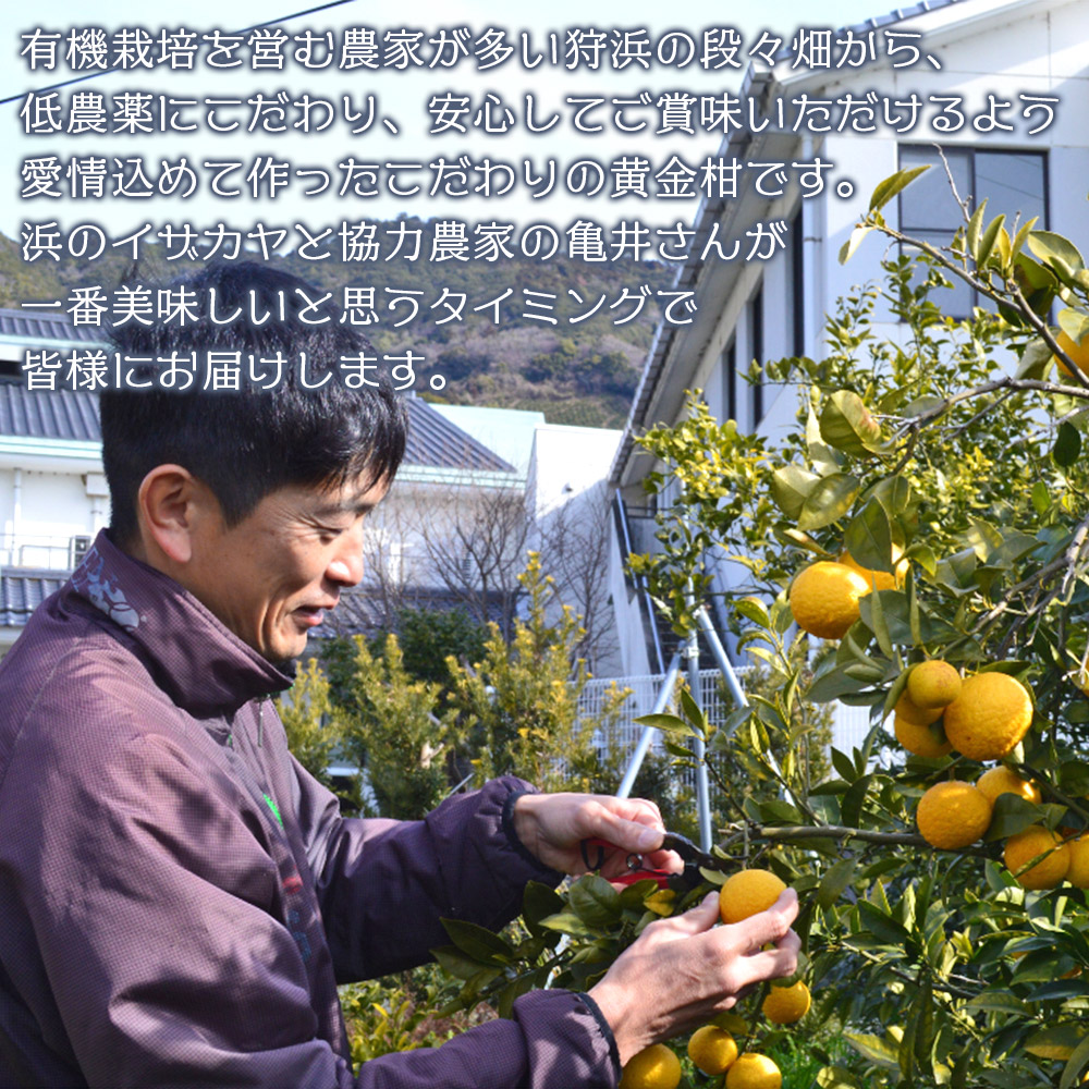 ＜旬をお届け！幻の黄金柑 約2kg＞ みかん ミカン 果物 柑橘類 果実 オレンジ フルーツ 愛媛県 西予市