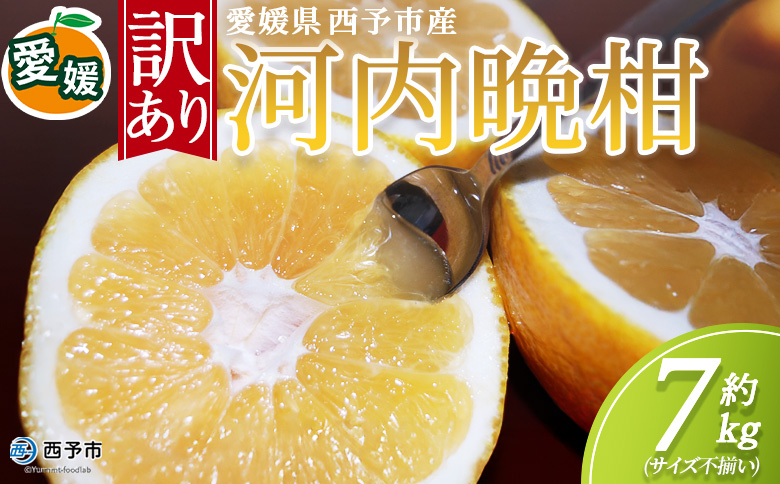 ＜訳あり 河内晩柑 約7kg＞『2026年4月中旬から順次出荷予定』かわちばんかん サイズ不揃い ご家庭用 ご自宅 訳アリ品 宇和ゴールド オレンジ 蜜柑 ミカン みかん 果物 フルーツ 柑橘 国産 愛媛県産 西予市産 西宇和 特産品 丸二青果 愛媛県西予市【常温】