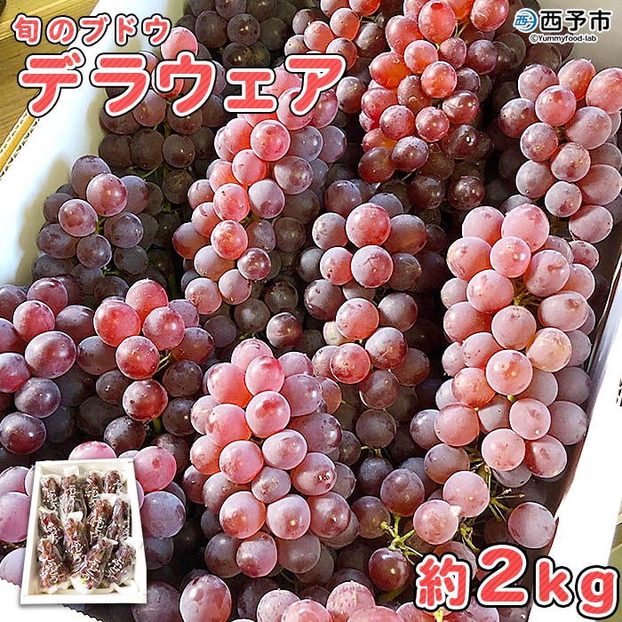 ＜旬のブドウ　西予市産　デラウェア　約２kg＞ 果物 フルーツ ぶどう 葡萄 種無し たねなし 季節限定 愛媛県