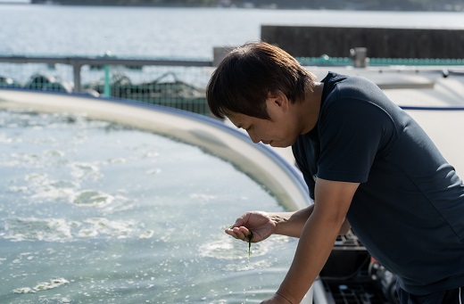 打ち抜き海水で育てた「すじ青のり」　粉末３ｇ×６パック　原藻３ｇ×６パック