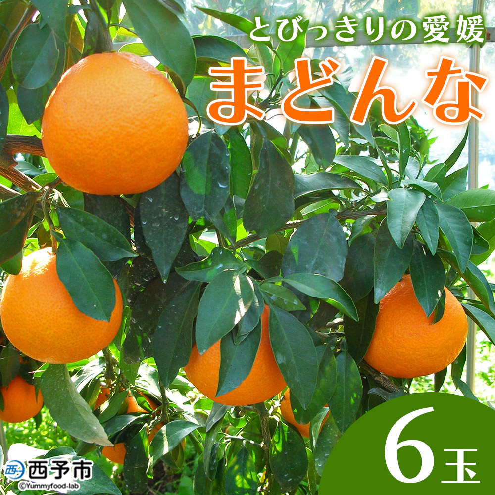 紅まどんなと同品種！＜とびっきりの愛媛 まどんな（６玉）＞マドンナ 愛媛果試第28号 果物 柑橘 フルーツ 産地直送 西宇和 愛媛県 西予市