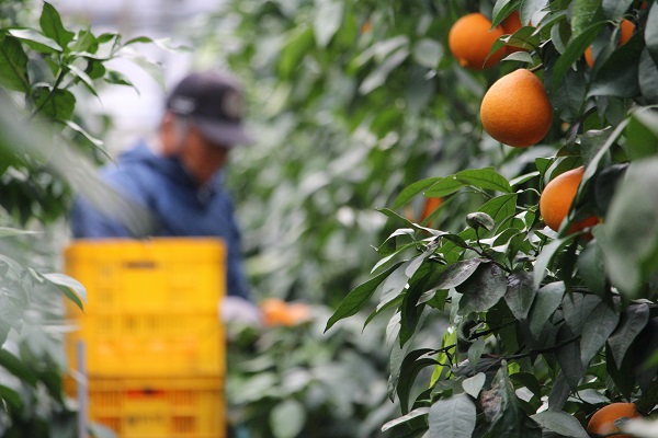 宇和のマドンナ　M〜L寸（数量限定）