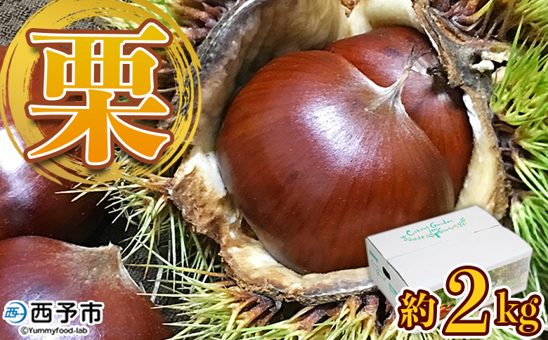 【先行予約】＜中生栗 約2kg（2Lまたは3Lサイズ）愛媛県西予市産＞ クリ くり 果物 フルーツ マロン モンブラン 栗ご飯 栗きんとん 栗の甘露煮 特産品 国産 秋の味覚 食べて応援 宇都宮物産 愛媛県 西予市【冷蔵】『2026年9月上旬〜10月中旬迄に順次出荷予定』