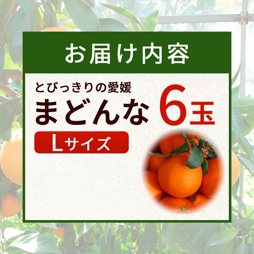 紅まどんなと同品種！＜とびっきりの愛媛 まどんな（６玉）＞マドンナ 愛媛果試第28号 果物 柑橘 フルーツ 産地直送 西宇和 愛媛県 西予市