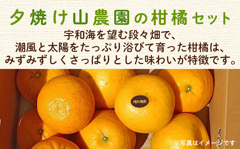＜愛媛県西予市産 さわやか柑橘セット 合計約3kg＞『5月～6月中旬頃迄に順次出荷予定』甘夏 河内晩柑 あまなつ ばんかん 果物 フルーツ みかん ミカン 蜜柑 食べ比べ 詰合せ 甘酸っぱい かんきつ 柑橘 特産品 夕焼け山農園 愛媛県 西予市 【常温】