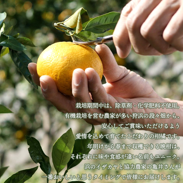 ＜旬をお届け！季節の柑橘詰合せ 2回定期便（1回約3kg×2回 合計約6kg）＞みかん ミカン 詰め合わせ 果物 フルーツ 食べ比べ 愛媛県 西予市