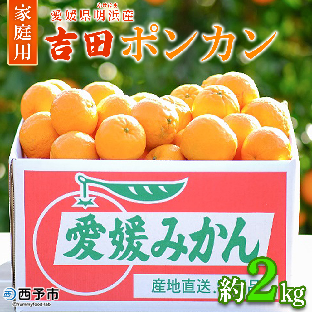 ＜吉田ポンカン 家庭用 約2kg＞ 果物 くだもの フルーツ みかん ミカン 柑橘 吉田ぽんかん よしだぽんかん ヨシダポンカン ぽんかん 訳あり ご自宅用 特産品 株式会社笑丸 愛媛県 西予市