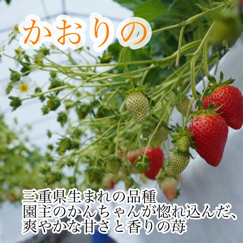 【農家厳選】かんちゃん農園　特大サイズおばけいちご　約1.8kg　新鮮朝採り　宇和いちご