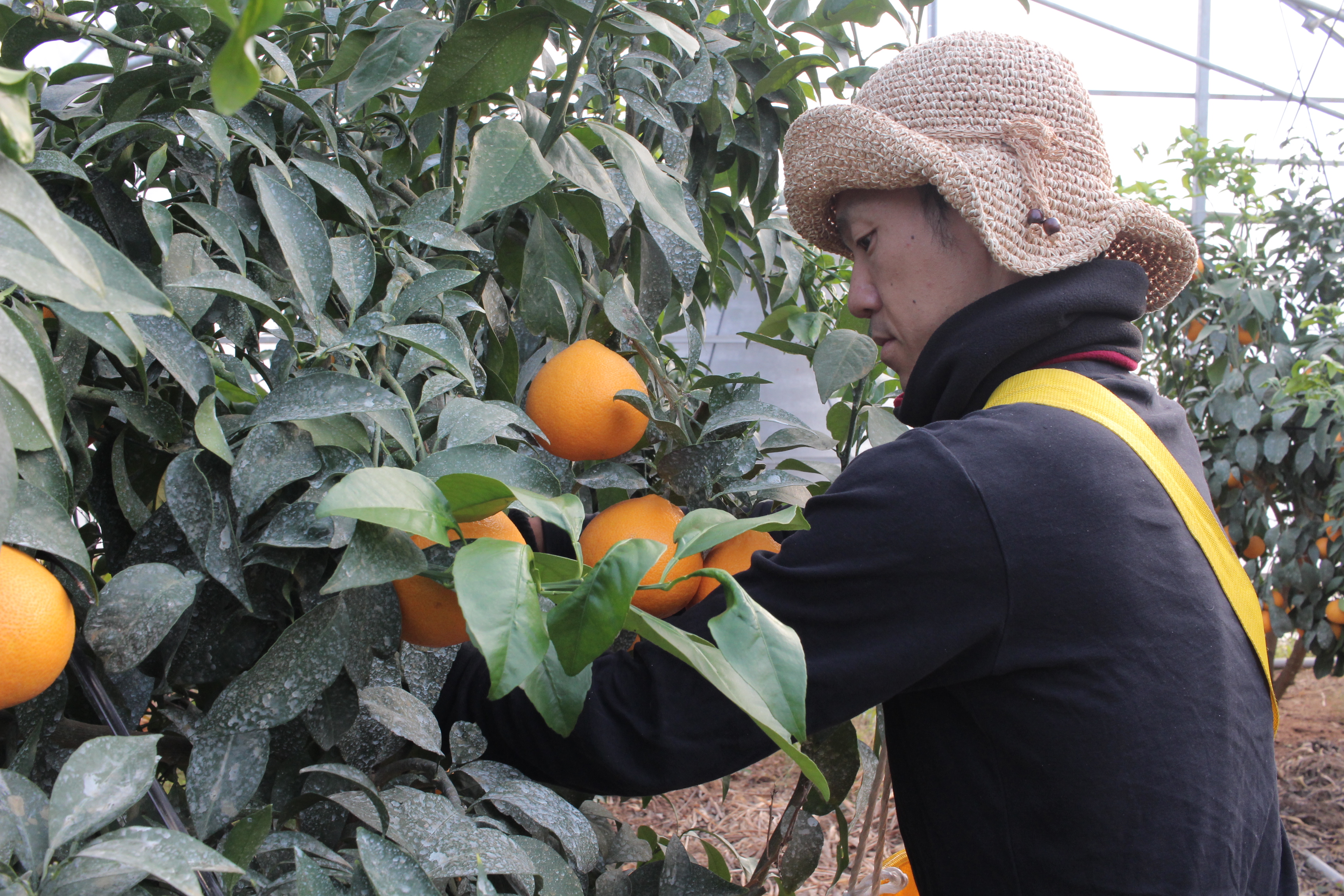 愛媛県西予市産 せとか ご家庭用 ４kg|JALふるさと納税|JALのマイルが