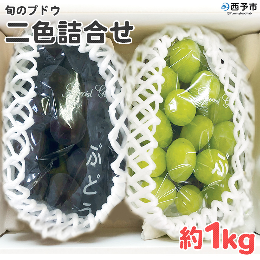 ＜旬のブドウ 西予市産 二色詰合せセット 約１kg＞ 果物 フルーツ ぶどう 葡萄 季節限定 愛媛県